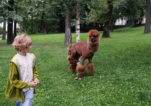 Child interacts with a well-groomed alpaca