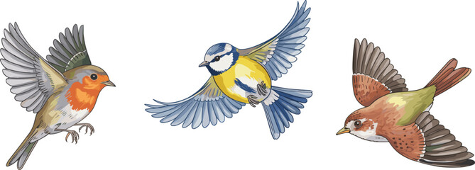 Flying birds vector set, colorful robin blue tit sparrow wildlife illustration in motion detailed nature realistic animal artwork © MdAnisur