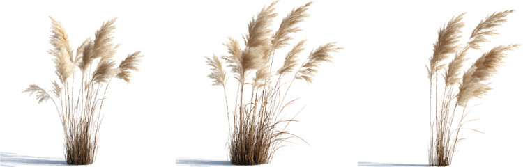 Naklejka premium 3d model of pampas grass isolated on a transparent background