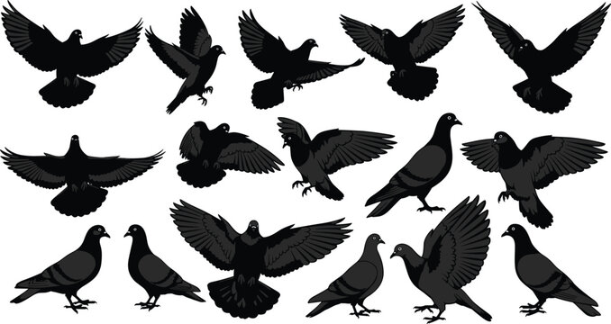 Collection of fifteen pigeon silhouettes in varied poses and flight positions, vector illustration for bird, wildlife, nature, decorative themes