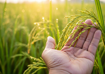 Naklejka premium Hand gently touching vibrant green rice stalks in a sunlit field, with sparkling morning dew and golden hour bokeh.