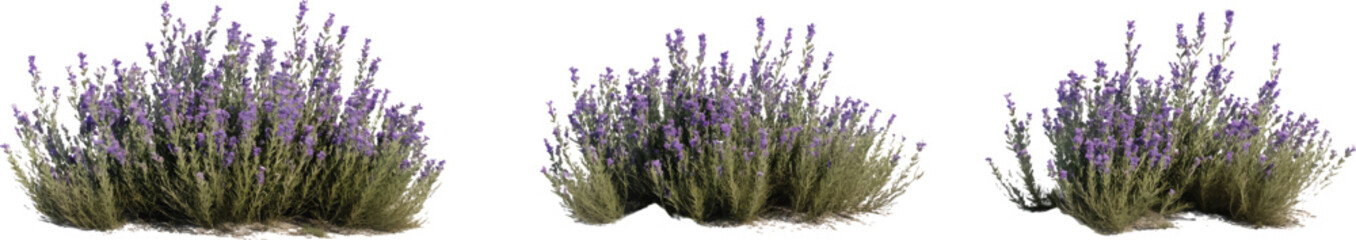 Obraz premium 3d model of sagebrush bushes with purple flowers, cut out on a transparent background