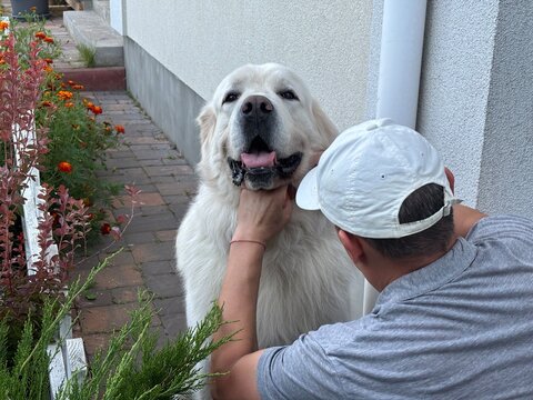 A man puts a collar on his dog.