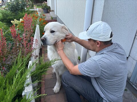 A man puts a collar on his dog.
