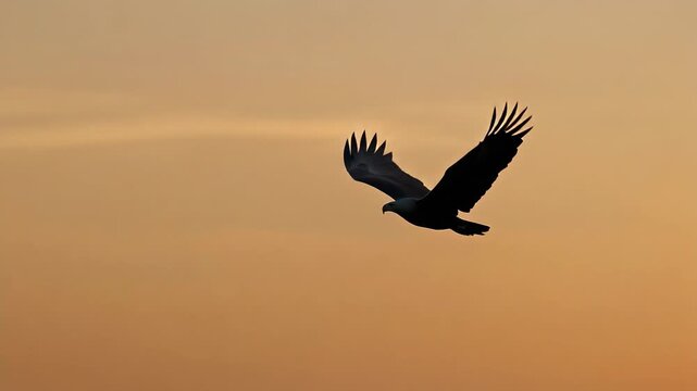 Majestic eagle soaring in the sky at golden sunset with warm orange background
