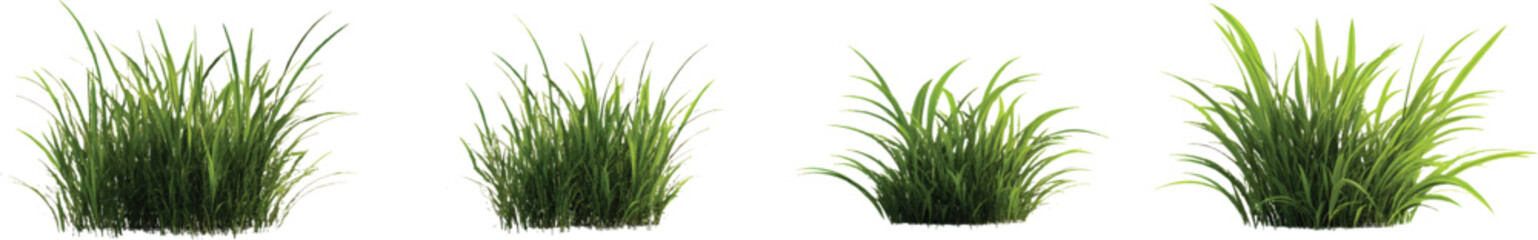Fototapeta premium 3d render of grasses, isolated on a transparent background