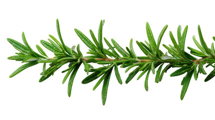 Fototapeta premium rosemary leaves arranged along stem background isolated on a Transparent background, PNG file.