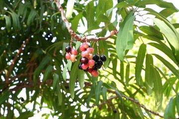 Vibrant red and purple Lepisanthes fruticosa fruit in a natural forest setting, showcasing rare biodiversity.