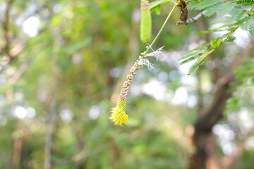 Unbloomed Dichrostachys cinerea flowers