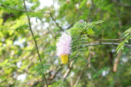 ミモザ　みどりこ Mimosaceae Images – Browse 2,742 Stock Photos, Vectors, and Video