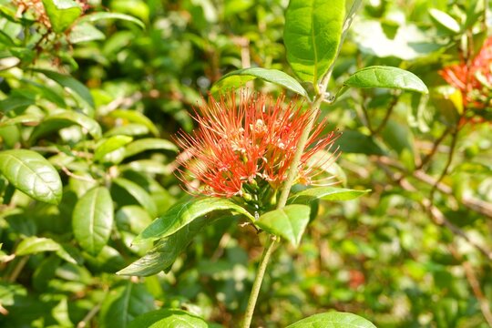 Vibrant fiery-red clusters of the Red Bushwillow (Combretum paniculatum) blooming in the tropical sun.