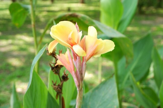 Detailed view of the "flame" pattern on Canna indica petals