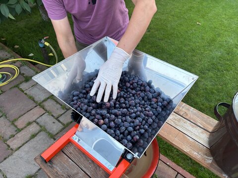 A man makes wine from grapes at home