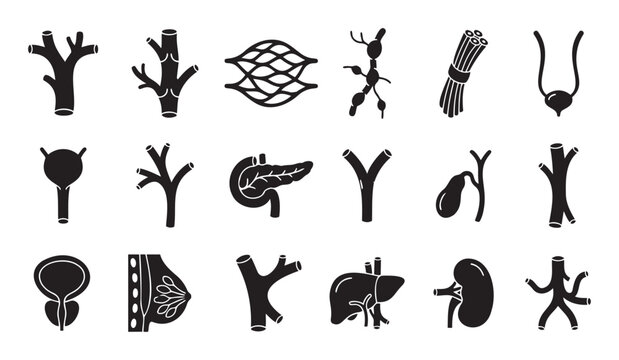 Medical biology glyph icons depicting various human internal organs and anatomical structures, useful for educational materials and healthcare presentations