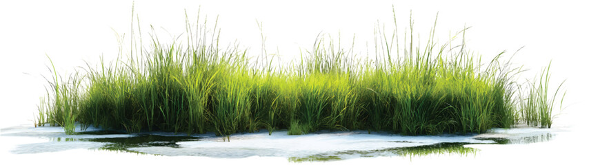 Obraz premium A large cluster of tall grasses, with each blade reaching up to three meters in height, on a transparent background