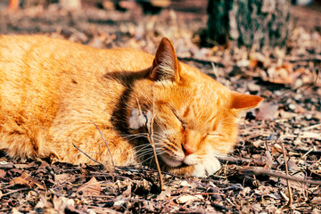 자고 있는 주황색 고양이