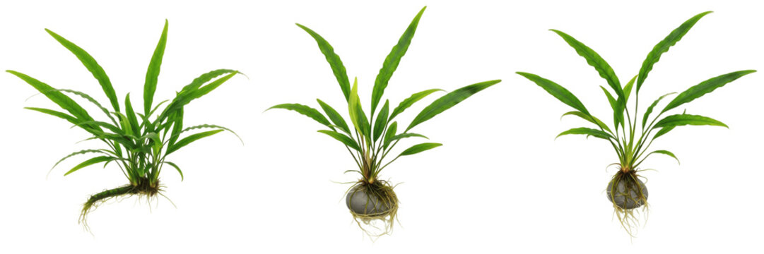 Java fern narrow leaf (Microsorum pteropus narrow leaf, ミクロソルム・プテロプス細葉) aquarium plant isolated on white background, low light tropical freshwater fern, planted aquarium greenery, aquascaping plant
