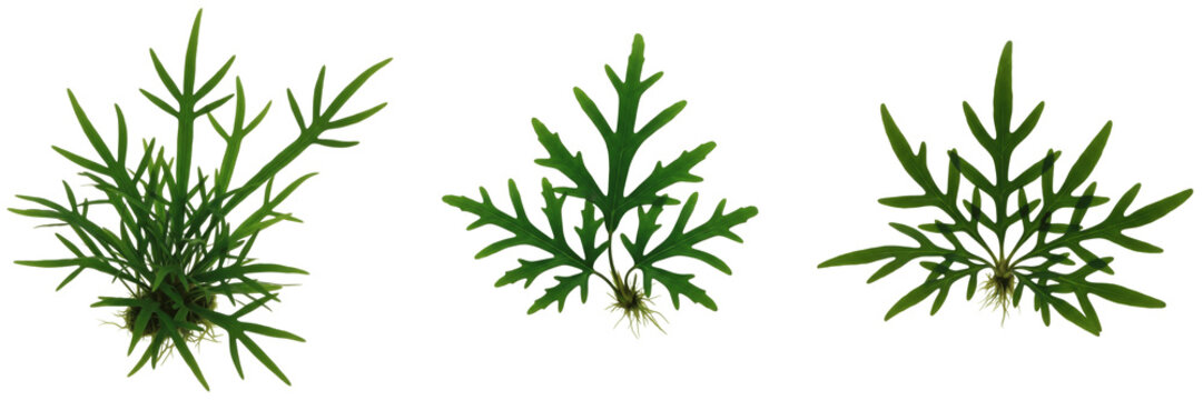 Java fern trident (Microsorum pteropus trident) aquarium plant isolated on white background, low light freshwater fern, tropical planted tank greenery, aquarium aquascaping plant, slow-growing aquatic