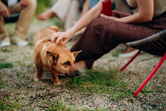 A woman strokes the dog