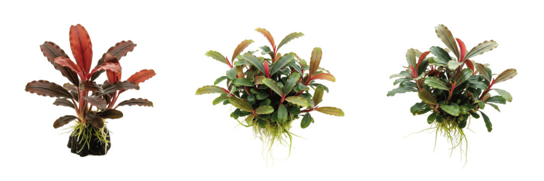 Bucephalandra red mini, Cryptocoryne wendtii green, Cryptocoryne wendtii brown, Cryptocoryne lucens, Cryptocoryne balansae, Cryptocoryne spiralis, Cryptocoryne parva, Amazon sword (Echinodorus bleheri