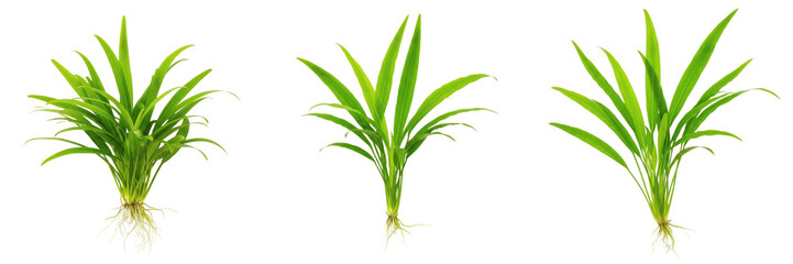 Fototapeta premium Cryptocoryne lucens aquarium plant isolated on white background, low light tropical freshwater planted tank fern, slow-growing aquarium greenery, aquatic plant for aquascaping, Cryptocoryne species