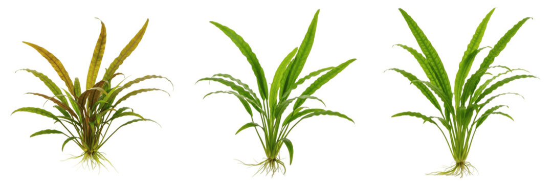 Cryptocoryne balansae aquarium plant isolated on white background, tropical freshwater planted tank fern, low light aquarium plant, slow-growing aquatic greenery, aquascaping plant, Cryptocoryne speci