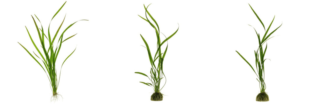 Vallisneria gigantea aquarium plant isolated on white background, tropical freshwater planted tank, low light aquarium greenery, long Amazon eelgrass, slow-growing foreground aquatic plant, aquascapin