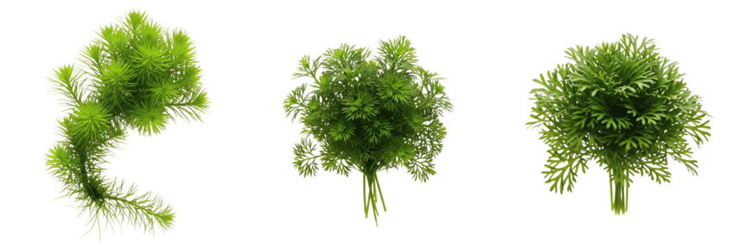 Hornwort (Ceratophyllum demersum) aquarium plant isolated on white background, tropical freshwater planted tank, low light aquarium greenery, fast-growing aquatic fern, floating and submerged aquarium
