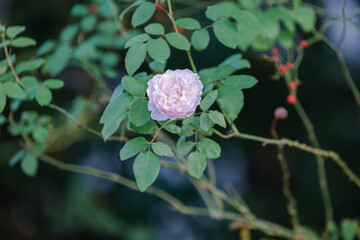 バラ園に咲くバラの花