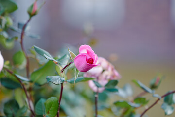 バラ園に咲くバラの花