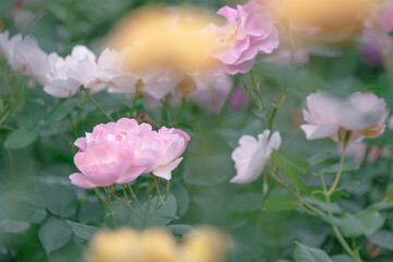 バラ園に咲くバラの花