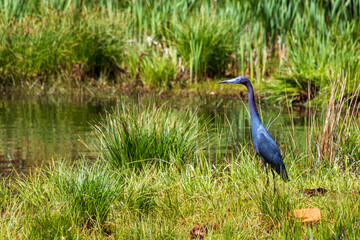 colorful rich hue little blue heron Egretta caerulea standing hunting by a pond in bright spring green