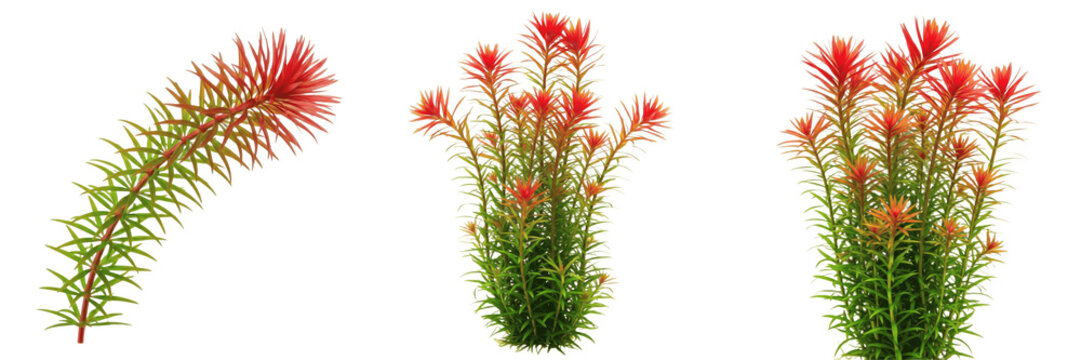 Rotala wallichii aquarium plant isolated on white background, tropical freshwater planted tank, low light aquarium greenery, fine-leaf stem plant, fast-growing aquarium foreground and midground plant,