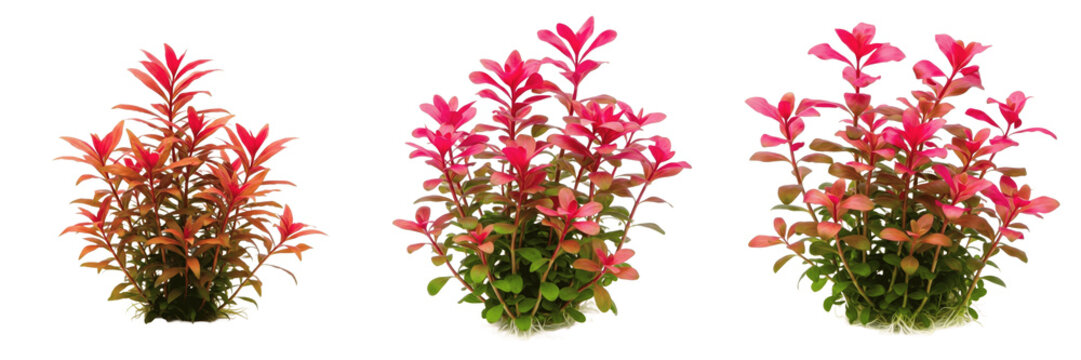 Rotala macrandra aquarium plant isolated on white background, tropical freshwater planted tank, low light aquarium greenery, colorful red stem aquarium plant, fast-growing foreground and midground aqu