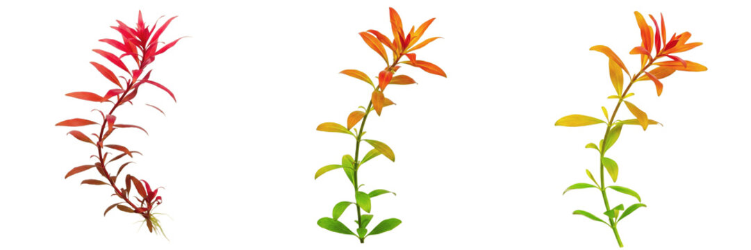 Ludwigia arcuata aquarium plant isolated on white background, tropical freshwater planted tank, low light aquarium greenery, fine-leaf red stem aquarium plant, fast-growing foreground and midground aq