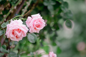 バラ園に咲くバラの花