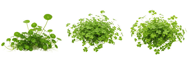 Obraz premium Hydrocotyle tripartita aquarium plant isolated on white background, tropical freshwater planted tank, low light aquarium greenery, creeping foreground aquarium plant, fast-growing aquatic stem, aquasc