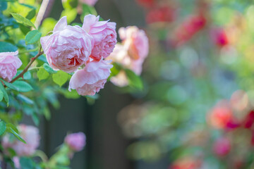 バラ園に咲くバラの花