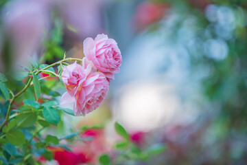 バラ園に咲くバラの花
