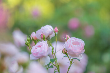 バラ園に咲くバラの花