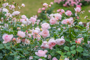 バラ園に咲くバラの花