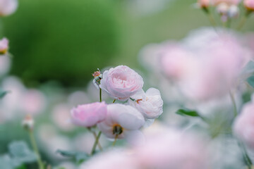 バラ園に咲くバラの花