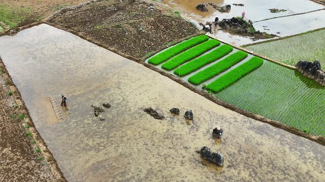 Spring Plowing in Karst Landscape: Farmers with Tractors and Tools in Water Fields, Guangxi