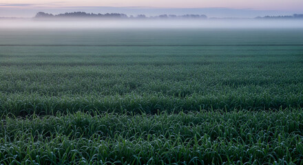 Frosty morning in a vast green agricultural field at sunrise