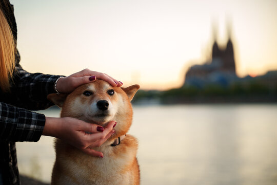 Pat shiba inu dog