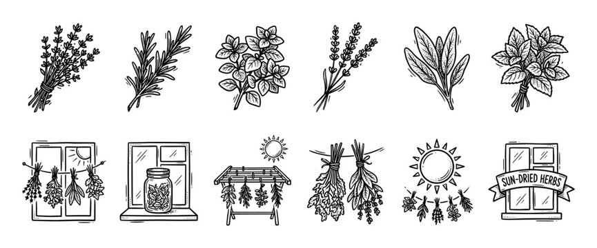 Hand-drawn sun-dried herbs and spices illustrations set with rosemary, lavender, sage, and mint in a black and white doodle sketch style isolated on a white background