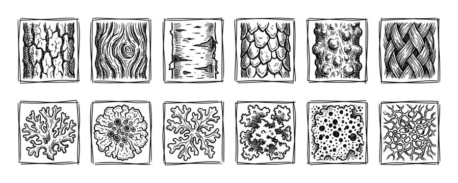 Hand-drawn set of natural textures illustrations showing tree bark, wood grain, scales, and various lichen species in a black and white engraving sketch style isolated on white