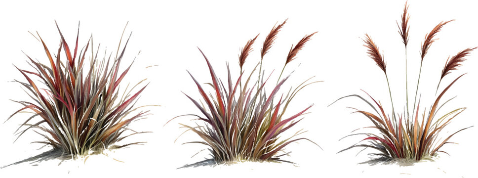 A photorealistic set of three spiky, long grasses with red and brown leaves,with a transparent background