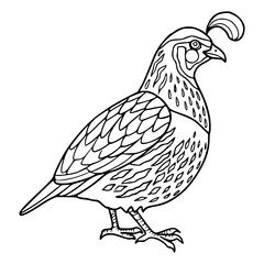 Fototapeta premium quail outline drawing isolated on white background for kids activity