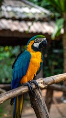 Obraz premium A vibrant blue and yellow macaw perched on a wooden railing